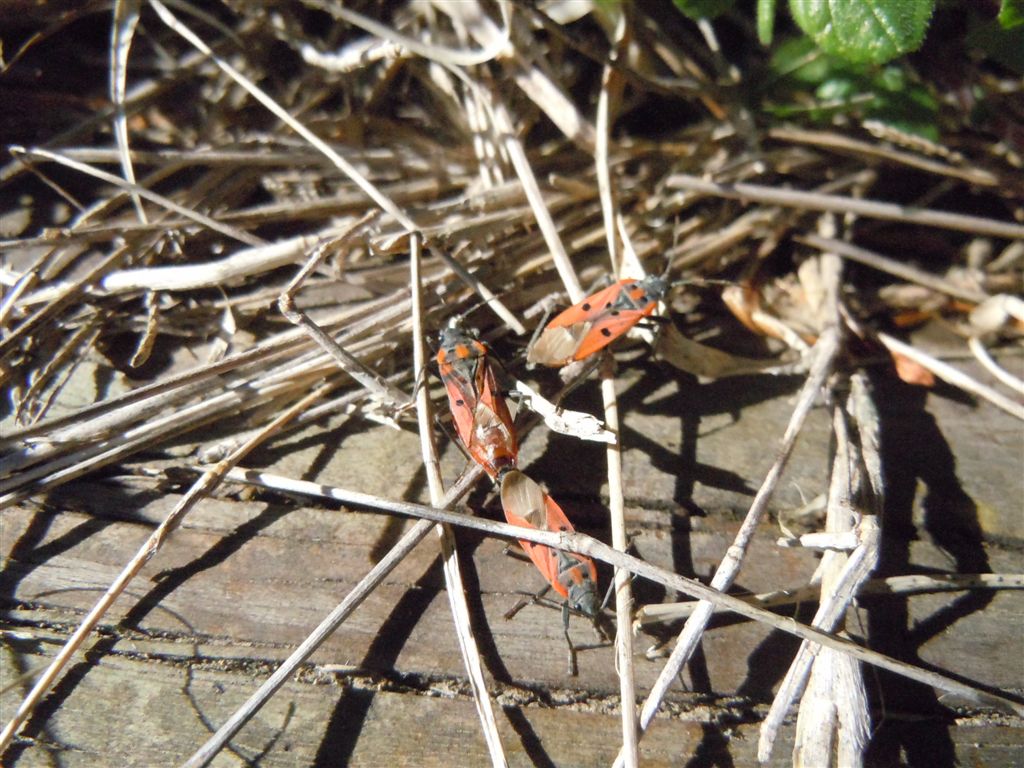 Lygaeide:Lygaeus creticus della Campania (NA)